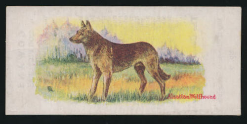 5 Alsatian Wolfhound